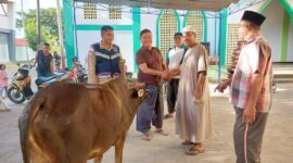 Penyerahan sapi kurban oleh KKMS ke panitia idul adha. 