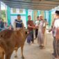 Penyerahan sapi kurban oleh KKMS ke panitia idul adha. 