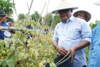 Sekdaprov Malut, Samsudin A Kadir saat panen tomat di Kelurahan Sulamadaha.
