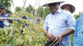 Sekdaprov Malut, Samsudin A Kadir saat panen tomat di Kelurahan Sulamadaha.