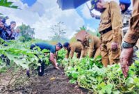 Bupati Kepulauan Sula saat turun langsung di kebun petani. 