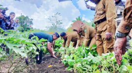 Bupati Kepulauan Sula saat turun langsung di kebun petani. 