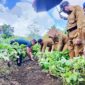 Bupati Kepulauan Sula saat turun langsung di kebun petani. 