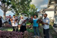 Kegiatan panen sayur di Kantor Balai Penyuluhan Pertanian Kecamatan Oba Utara. 