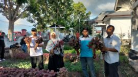 Kegiatan panen sayur di Kantor Balai Penyuluhan Pertanian Kecamatan Oba Utara. 