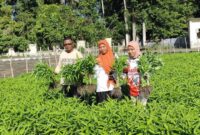 Kepsek SMANKOR bersama dewan guru panen kangkung. 