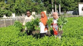 Kepsek SMANKOR bersama dewan guru panen kangkung. 