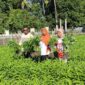 Kepsek SMANKOR bersama dewan guru panen kangkung. 