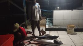 Aktifitas nelayan di Morotai, sebagai salah satu penghasil ikan terbaik di Maluku Utara, dengan komoditi unggulan ikan tuna. 