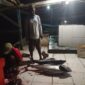 Aktifitas nelayan di Morotai, sebagai salah satu penghasil ikan terbaik di Maluku Utara, dengan komoditi unggulan ikan tuna. 