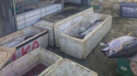 Banyak coolbox yang kosong karena tidak ada es yang digunakan untuk mengawetkan ikan hasil tangkap nelayan di Morotai. 