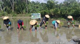 Kadis Pertanian Kabupeten Kepulauan Sula Ikut Tanam Padi di Desa Fogi. 