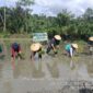 Kadis Pertanian Kabupeten Kepulauan Sula Ikut Tanam Padi di Desa Fogi. 