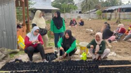 Aktifitas menanam di pekarangan rumah demi menjaga ketahanan pangan yang digagas oleh TP PKK Kabupaten Kepulauan Sula. 