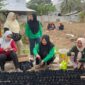 Aktifitas menanam di pekarangan rumah demi menjaga ketahanan pangan yang digagas oleh TP PKK Kabupaten Kepulauan Sula. 