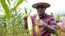 Wakil Wali Kota, Ahmad Laiman saat panen jagung. 