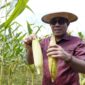 Wakil Wali Kota, Ahmad Laiman saat panen jagung. 