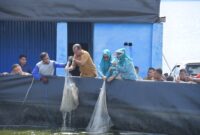 Ketua tim penggerak PKK Tidore, Rahmawati Muhammad dan Staf Ahli Wali Kota, Abdul Hakim Adjam panenan udang vaname. 