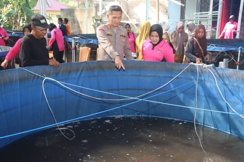 Kapolresta Tidore, AKBP Heru Budiharto, bersama ketua pembina Bhayangkari Tidore, Yuni Heru saat panenan ikan nila. 