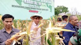Panen Raya Jagung Serentak Kuartal III di Desa Ake Kolano, Kecamatan Oba Utara, dihadiri oleh Asisten Setda Bidang Perekonomian dan Pembangunan, Taher Husaen, mewakili Wali Kota Tidore. 