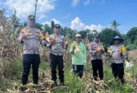 Kapolsek Ibu, Ipda Muis Ode Amran bersama anggota dan masyarakat melakukan panen jagung. 