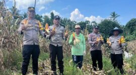 Kapolsek Ibu, Ipda Muis Ode Amran bersama anggota dan masyarakat melakukan panen jagung. 
