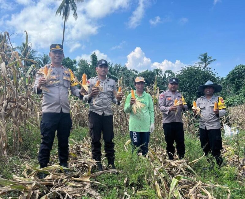 Kapolsek Ibu, Ipda Muis Ode Amran bersama anggota dan masyarakat melakukan panen jagung. 