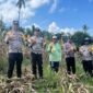 Kapolsek Ibu, Ipda Muis Ode Amran bersama anggota dan masyarakat melakukan panen jagung. 