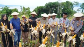 Wakil Wali Kota Tidore Kepulauan Ahmad Laiman saat menghadiri panen raya jagung kelompok tani Pelopor Gurabati, yang berlangsung di Kebun Jagung Kelurahan Gurabati, Kamis (9/10/2025).