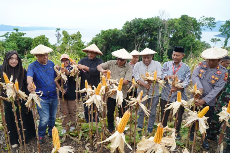 Wakil Wali Kota Tidore Kepulauan Ahmad Laiman saat menghadiri panen raya jagung kelompok tani Pelopor Gurabati, yang berlangsung di Kebun Jagung Kelurahan Gurabati, Kamis (9/10/2025).
