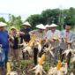 Wakil Wali Kota Tidore Kepulauan Ahmad Laiman saat menghadiri panen raya jagung kelompok tani Pelopor Gurabati, yang berlangsung di Kebun Jagung Kelurahan Gurabati, Kamis (9/10/2025).