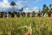 Bupati Fifian bersama Wakil Bupati didampingi OPD panen raya. (Dokumentasi: Am Teapon/marasai.id)