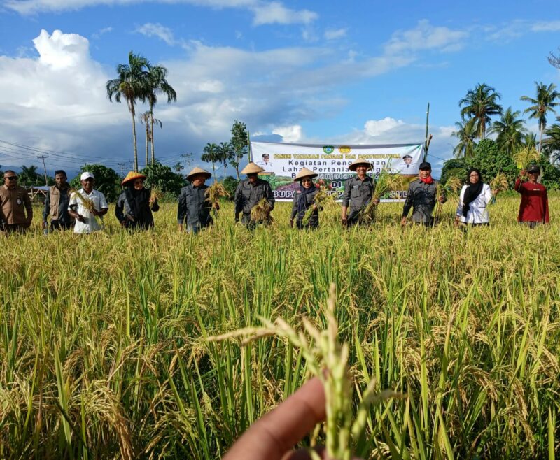 Bupati Fifian bersama Wakil Bupati didampingi OPD panen raya. (Dokumentasi: Am Teapon/marasai.id)
