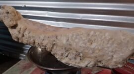 Benda diduga muntahan paus yang ditemukan oleh nelayan asal Halmahera Barat. 