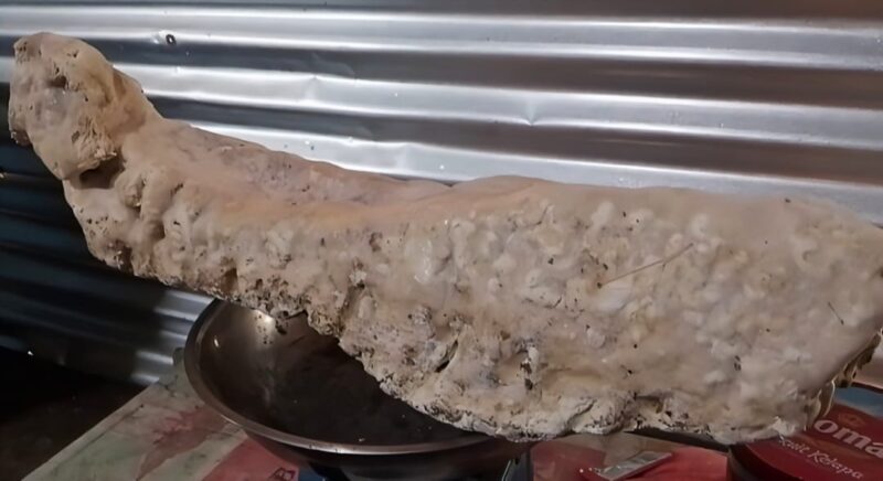 Benda diduga muntahan paus yang ditemukan oleh nelayan asal Halmahera Barat. 