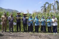 Panen jagung hasil kolaborasi Pemkot Tikep, PKK dan BI. 