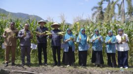 Panen jagung hasil kolaborasi Pemkot Tikep, PKK dan BI. 