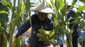 Wali Kota Muhammad Sinen panen jagung. 