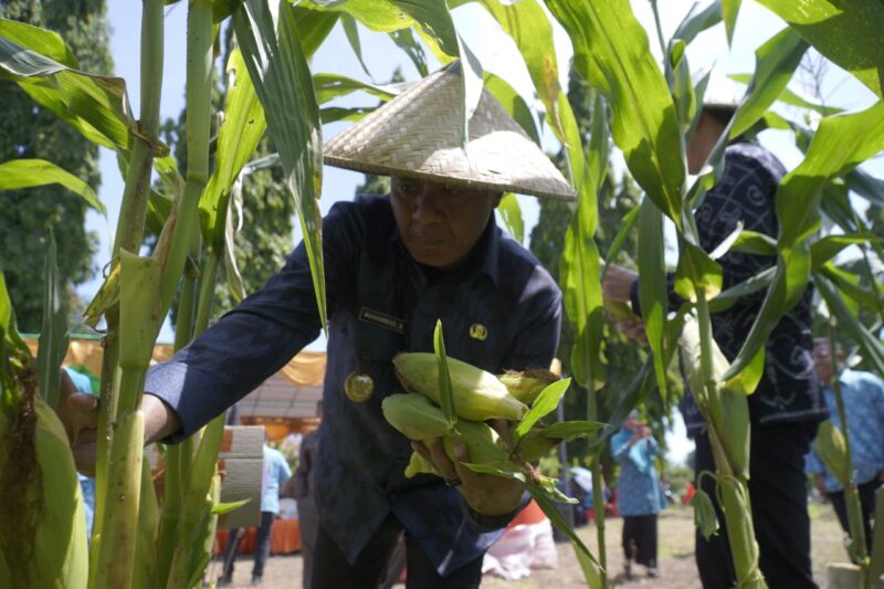 Wali Kota Muhammad Sinen panen jagung. 