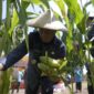 Wali Kota Muhammad Sinen panen jagung. 