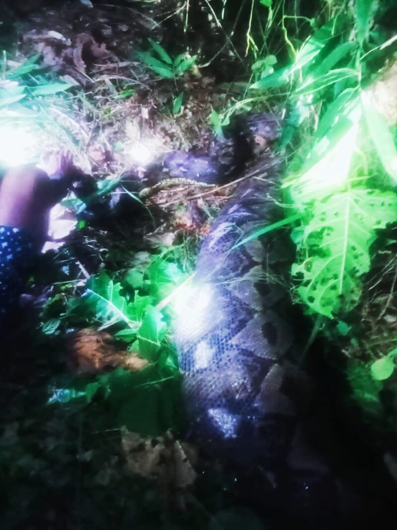 Ular piton yang memangsa warga di Sula