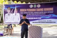 Wagub Malut, Sarbin Sehe saat panen udang vaname di Halmahera Barat