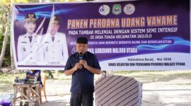 Wagub Malut, Sarbin Sehe saat panen udang vaname di Halmahera Barat