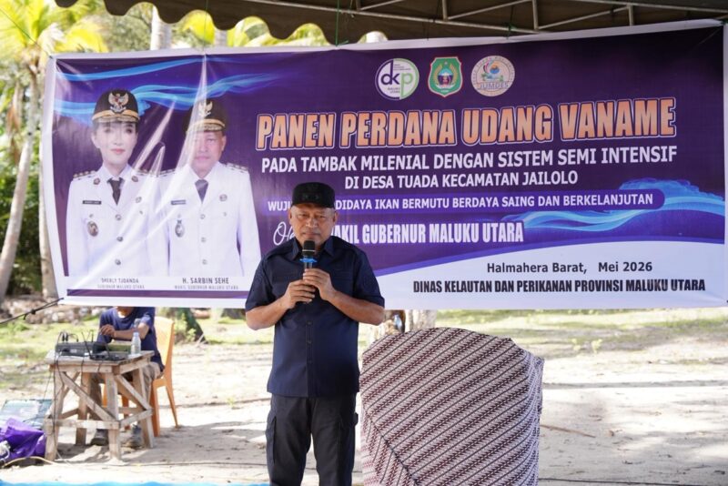 Wagub Malut, Sarbin Sehe saat panen udang vaname di Halmahera Barat