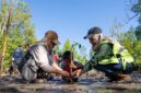 Mahasiswa KKN UGM bersama Insan Harita, Komunitas Tongke, serta pelajar setempat bahu-membahu menanam bibit mangrove di pesisir Desa Soligi, Pulau Obi, Halmahera Selatan.