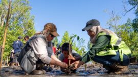 Mahasiswa KKN UGM bersama Insan Harita, Komunitas Tongke, serta pelajar setempat bahu-membahu menanam bibit mangrove di pesisir Desa Soligi, Pulau Obi, Halmahera Selatan.